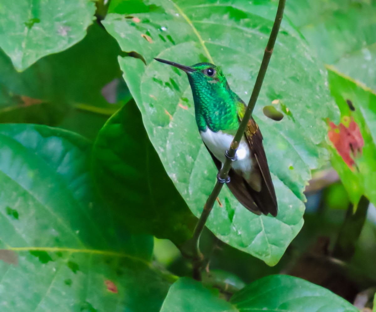Snowy-bellied Hummingbird - ML638162320