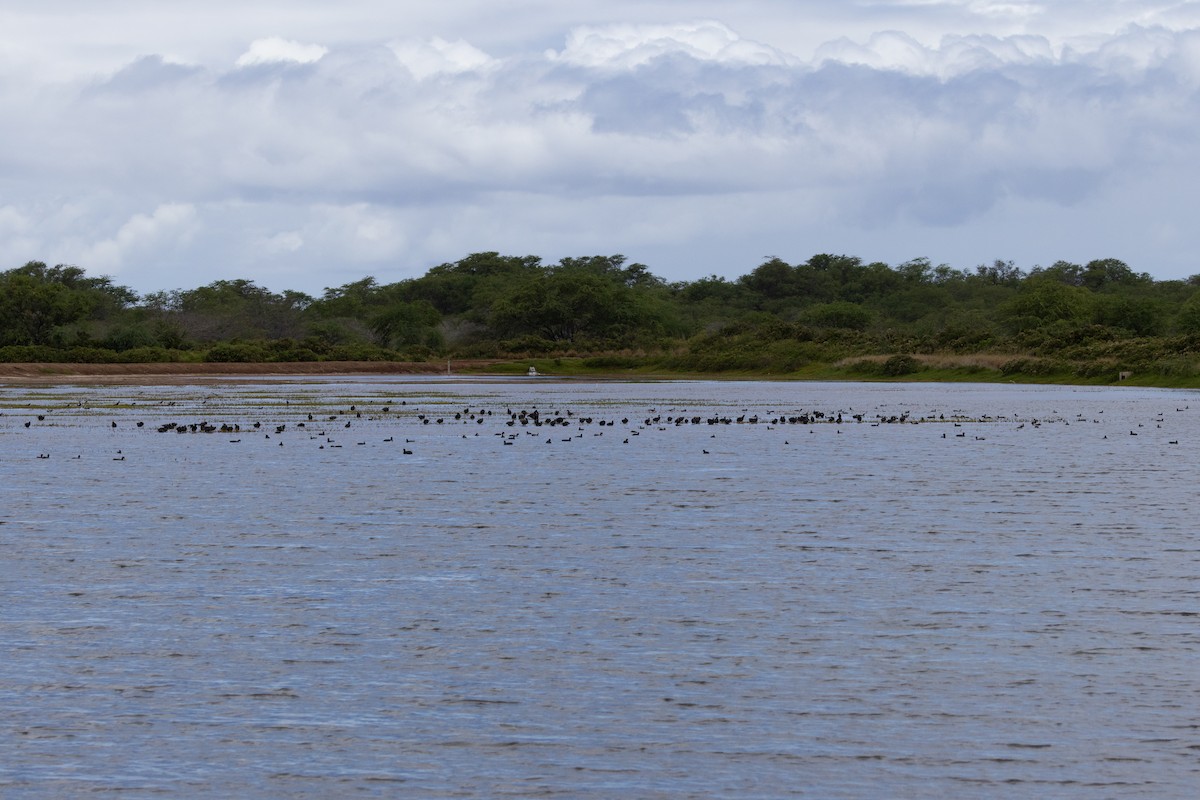 Hawaiian Coot - ML638162344