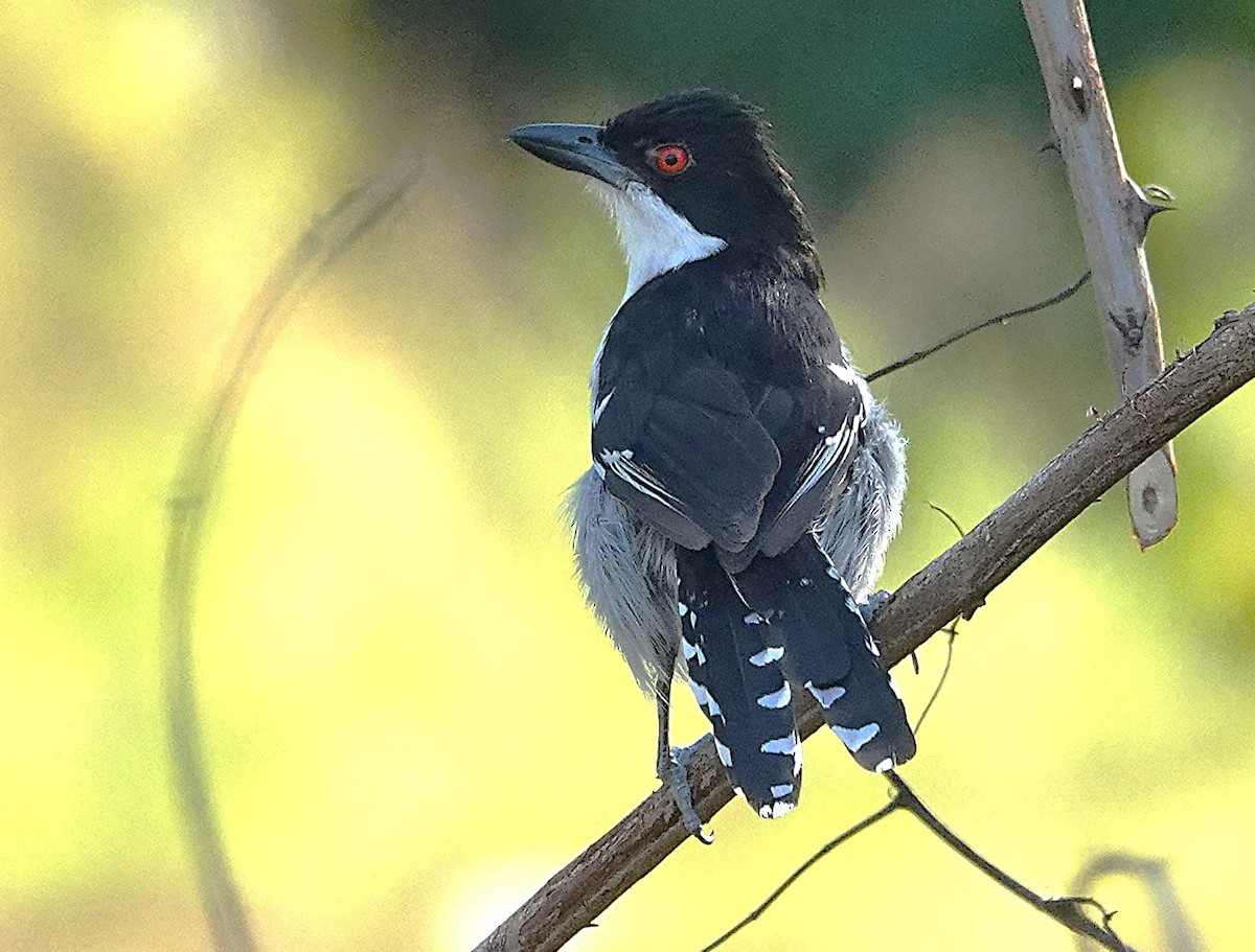 Great Antshrike - ML638162460
