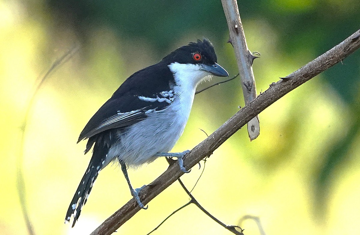 Great Antshrike - ML638162462