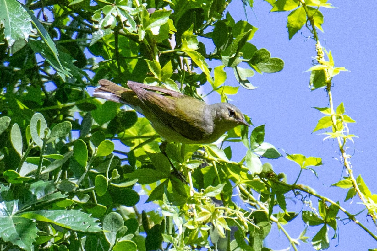 Tennessee Warbler - ML638162507