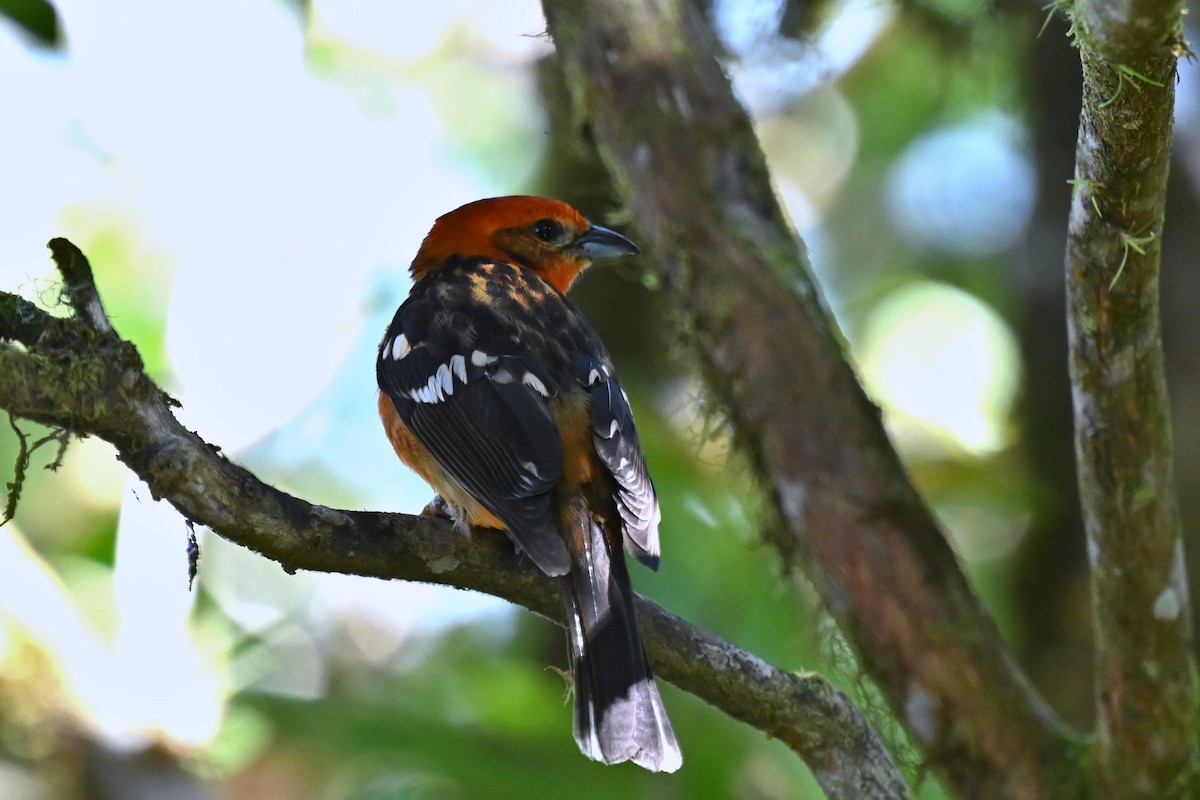 Piranga à dos rayé - ML638162512
