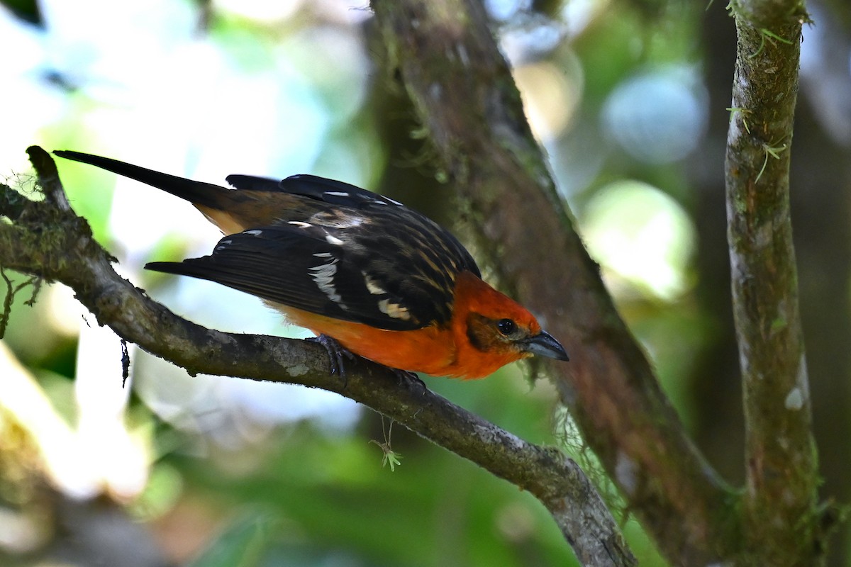 Piranga à dos rayé - ML638162513