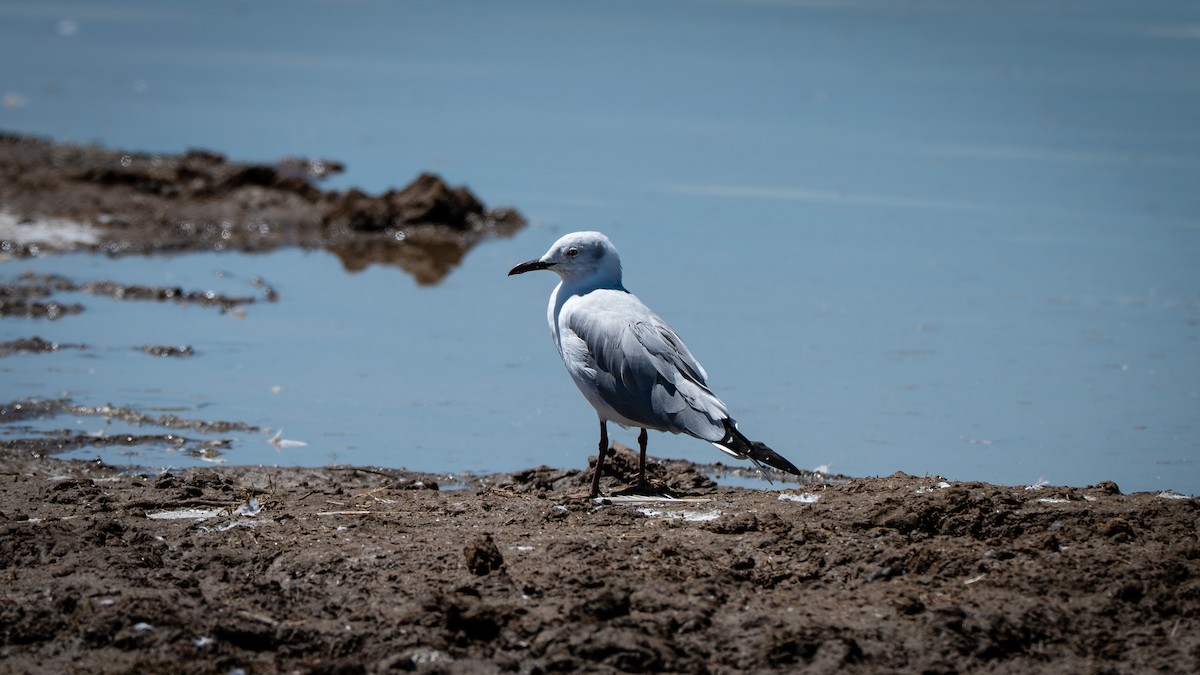 Gray-hooded Gull - ML638162535
