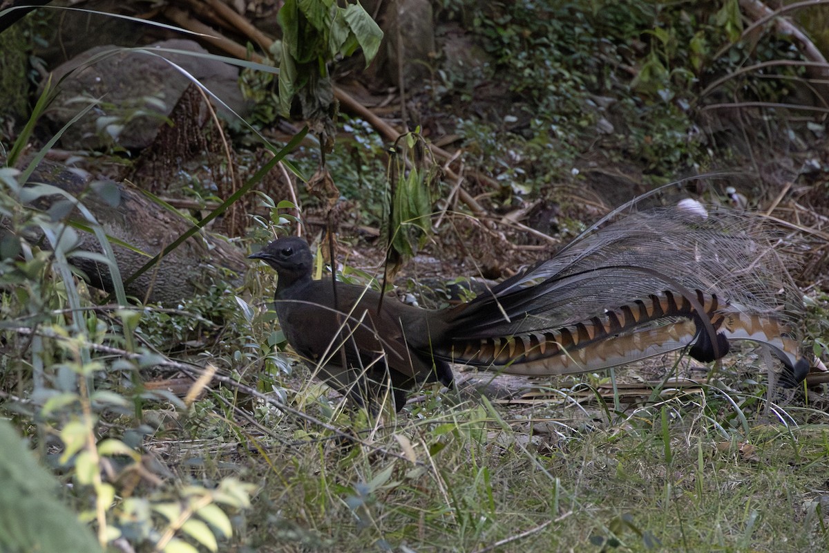 Superb Lyrebird - ML638162544