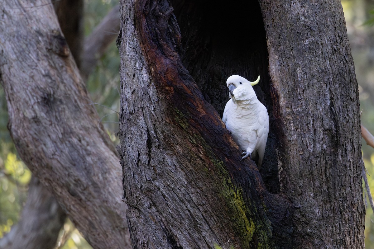 Sulphur-crested Cockatoo - ML638162548