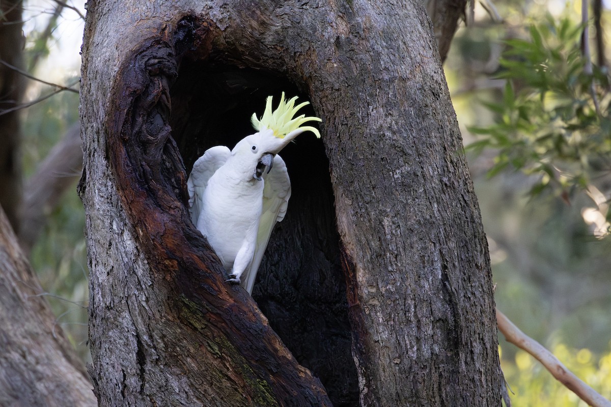 Sulphur-crested Cockatoo - ML638162551