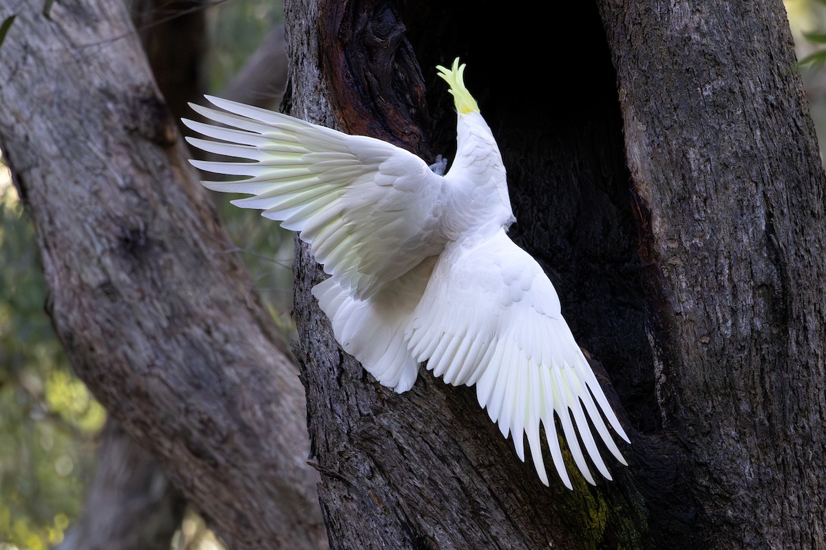 Sulphur-crested Cockatoo - ML638162553
