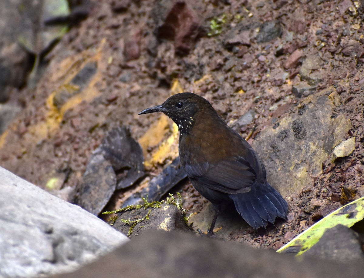 Sharp-tailed Streamcreeper - ML638162557