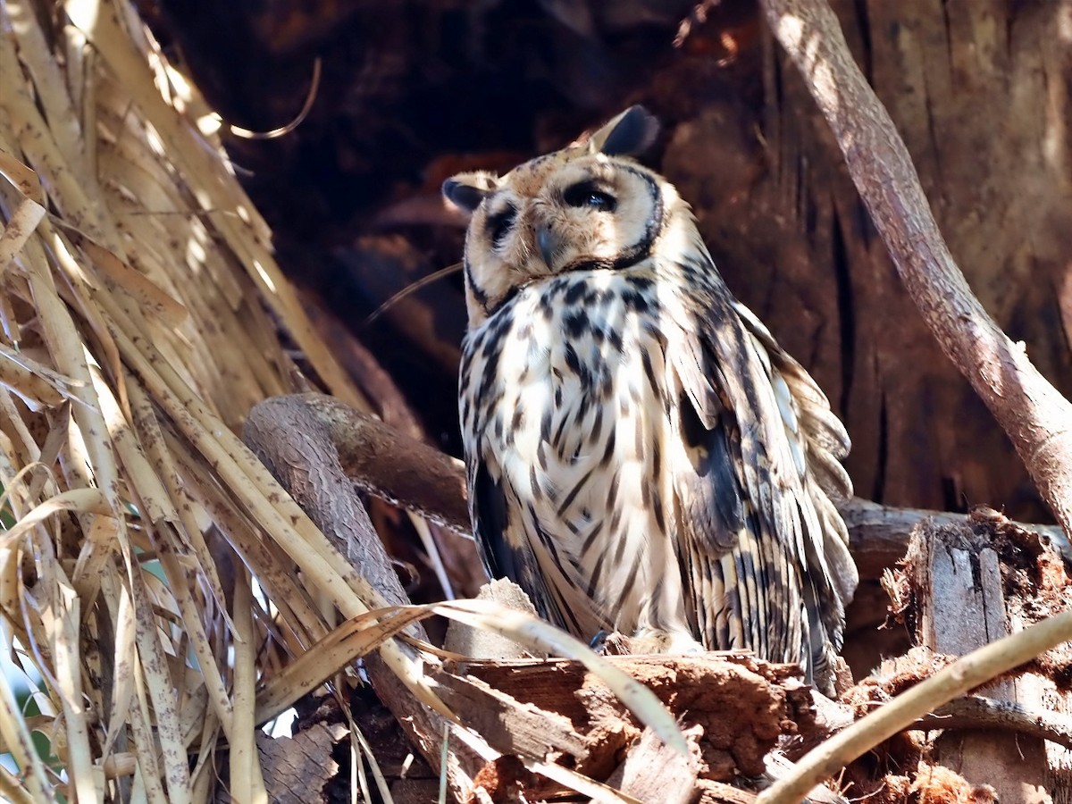 Striped Owl - ML638162563