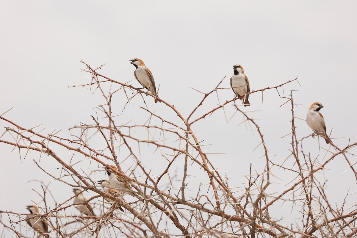 Great Rufous Sparrow - ML638162571