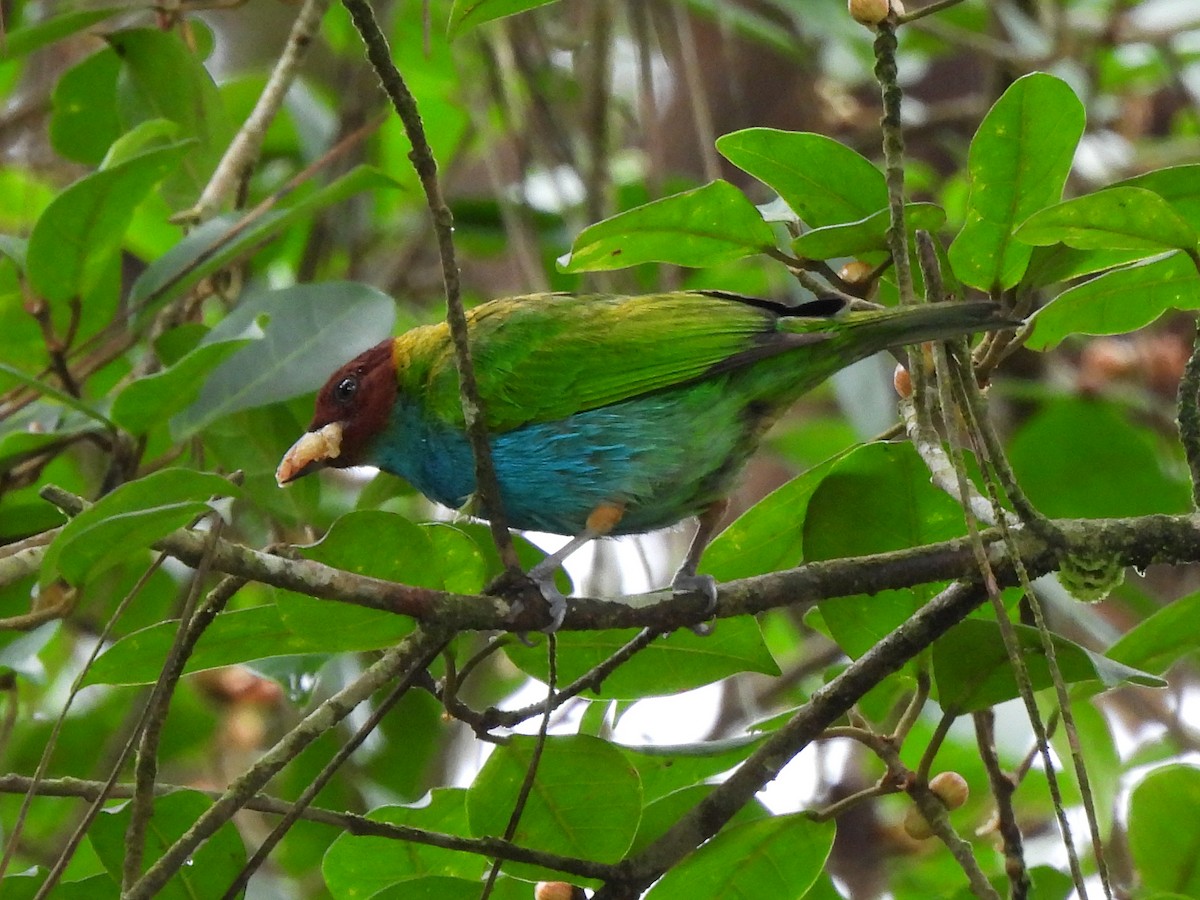 Bay-headed Tanager - ML638162592