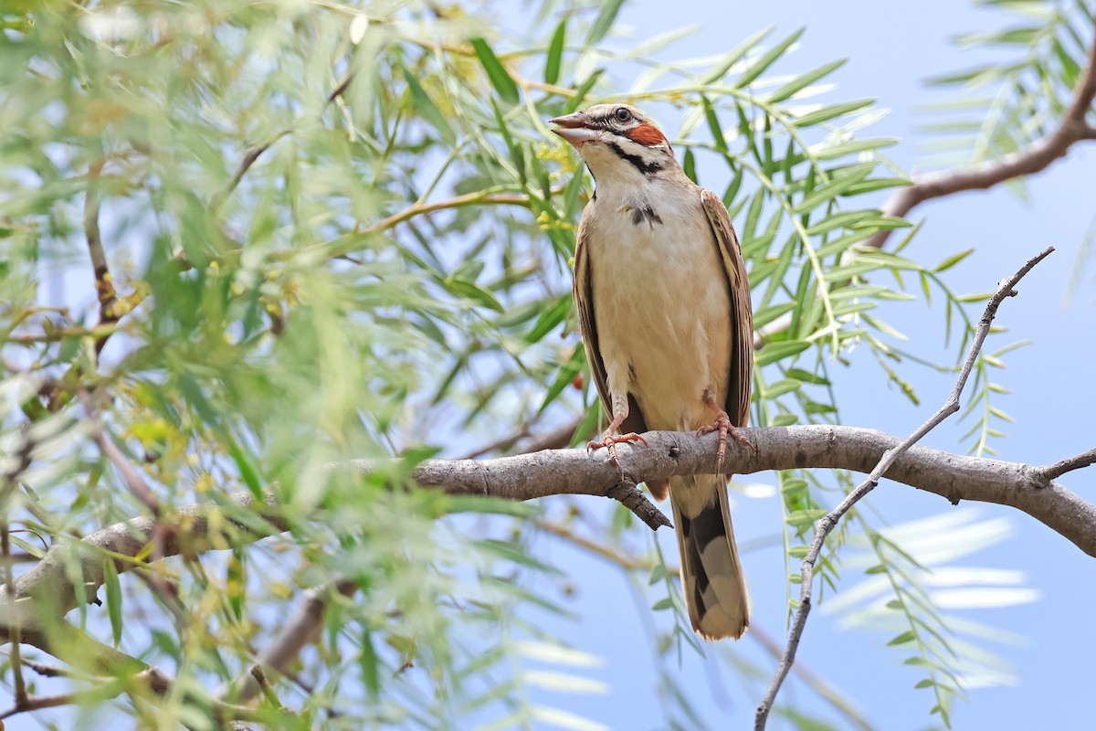 Lark Sparrow - ML638162593