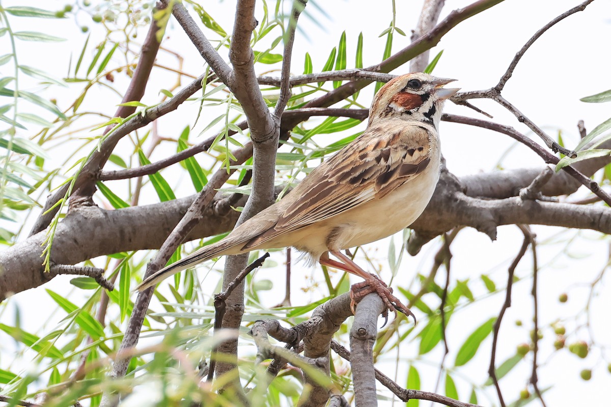 Lark Sparrow - ML638162601