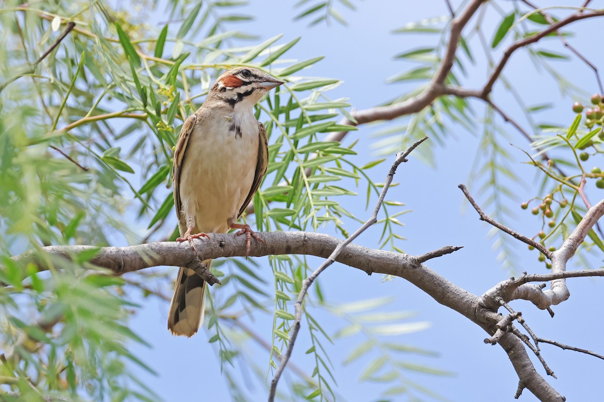 Lark Sparrow - ML638162614