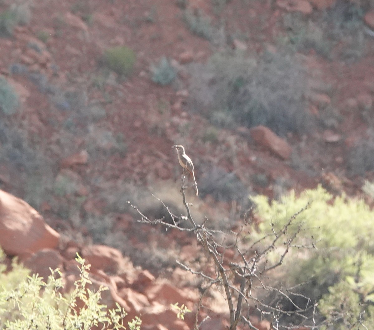 Crissal Thrasher - ML638162640