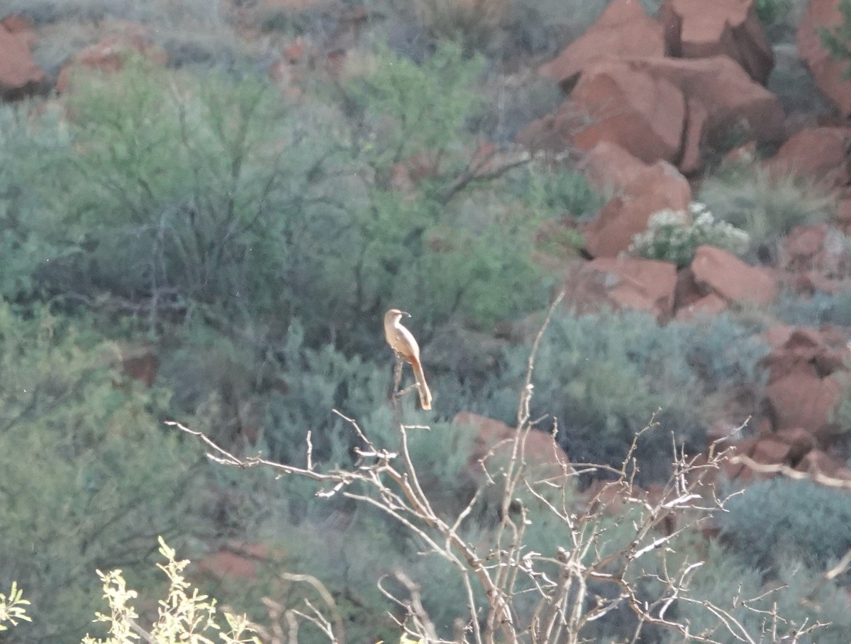 Crissal Thrasher - ML638162641