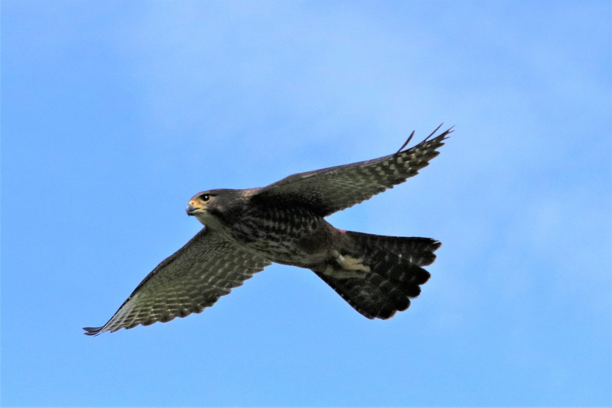 New Zealand Falcon - ML638162681