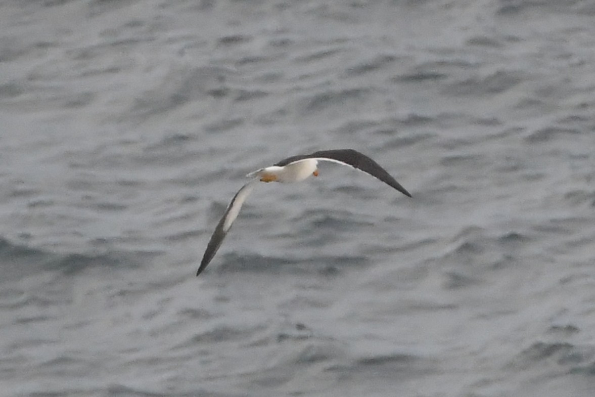 Pacific Gull - ML638162698