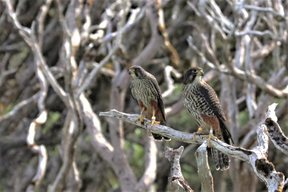 New Zealand Falcon - ML638162699