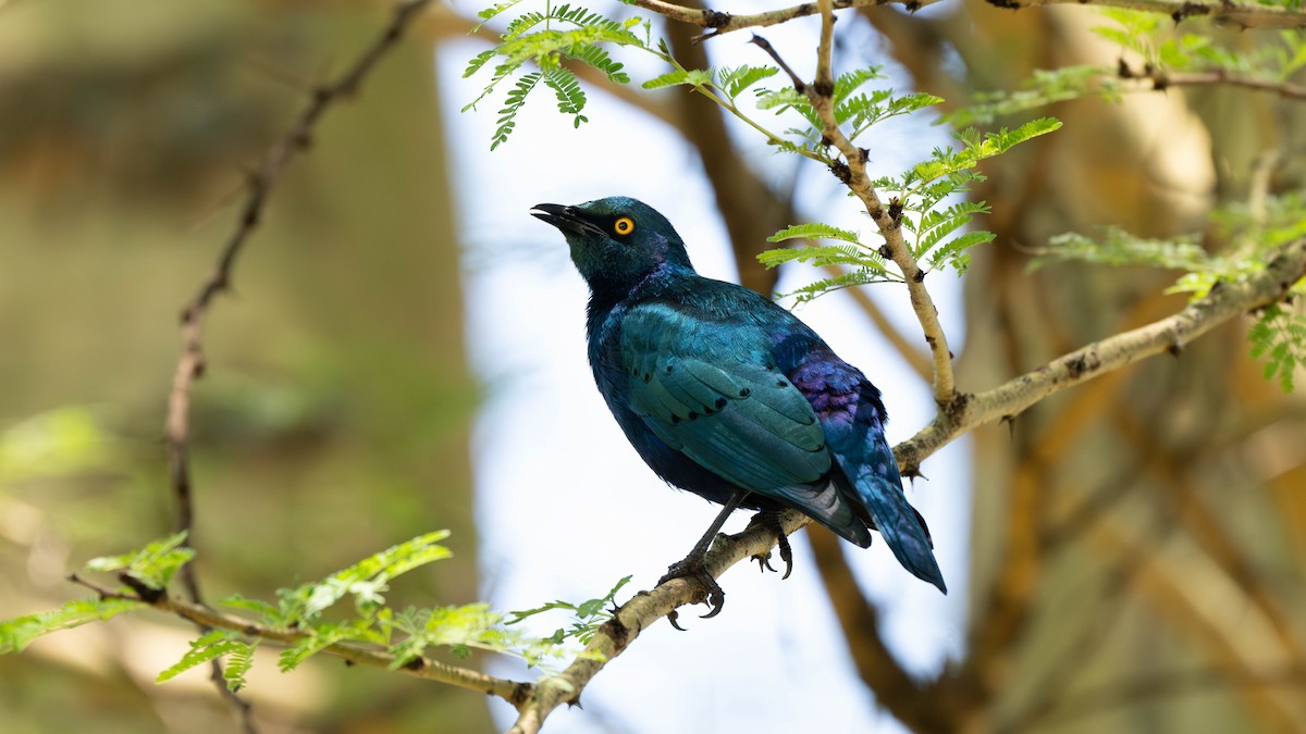 Greater Blue-eared Starling - ML638162732