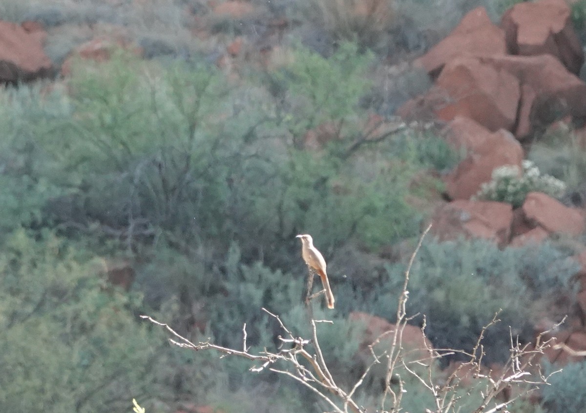 Crissal Thrasher - ML638162733
