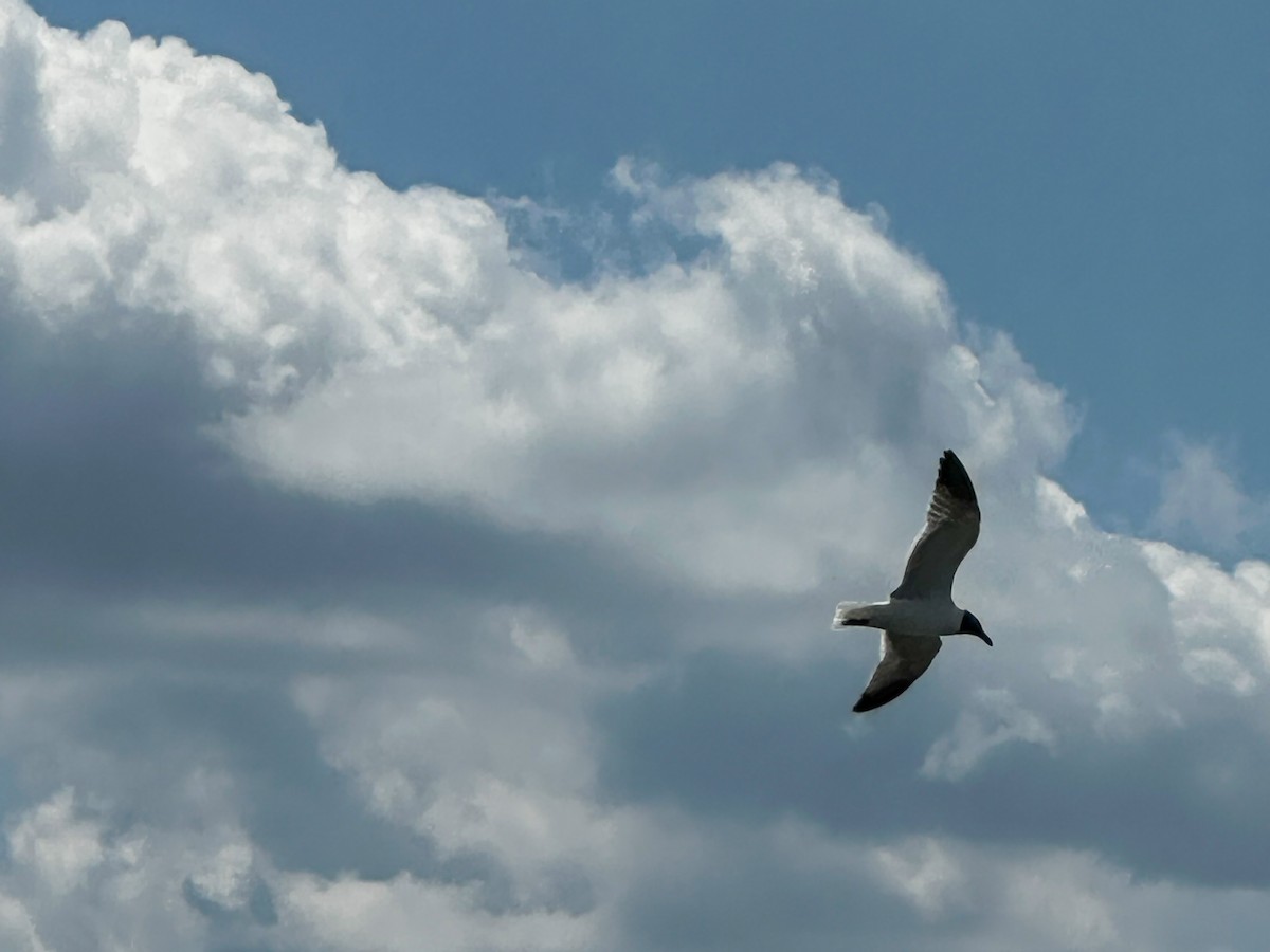 Laughing Gull - ML638162734