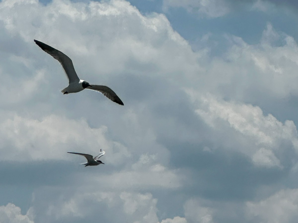 Laughing Gull - ML638162736