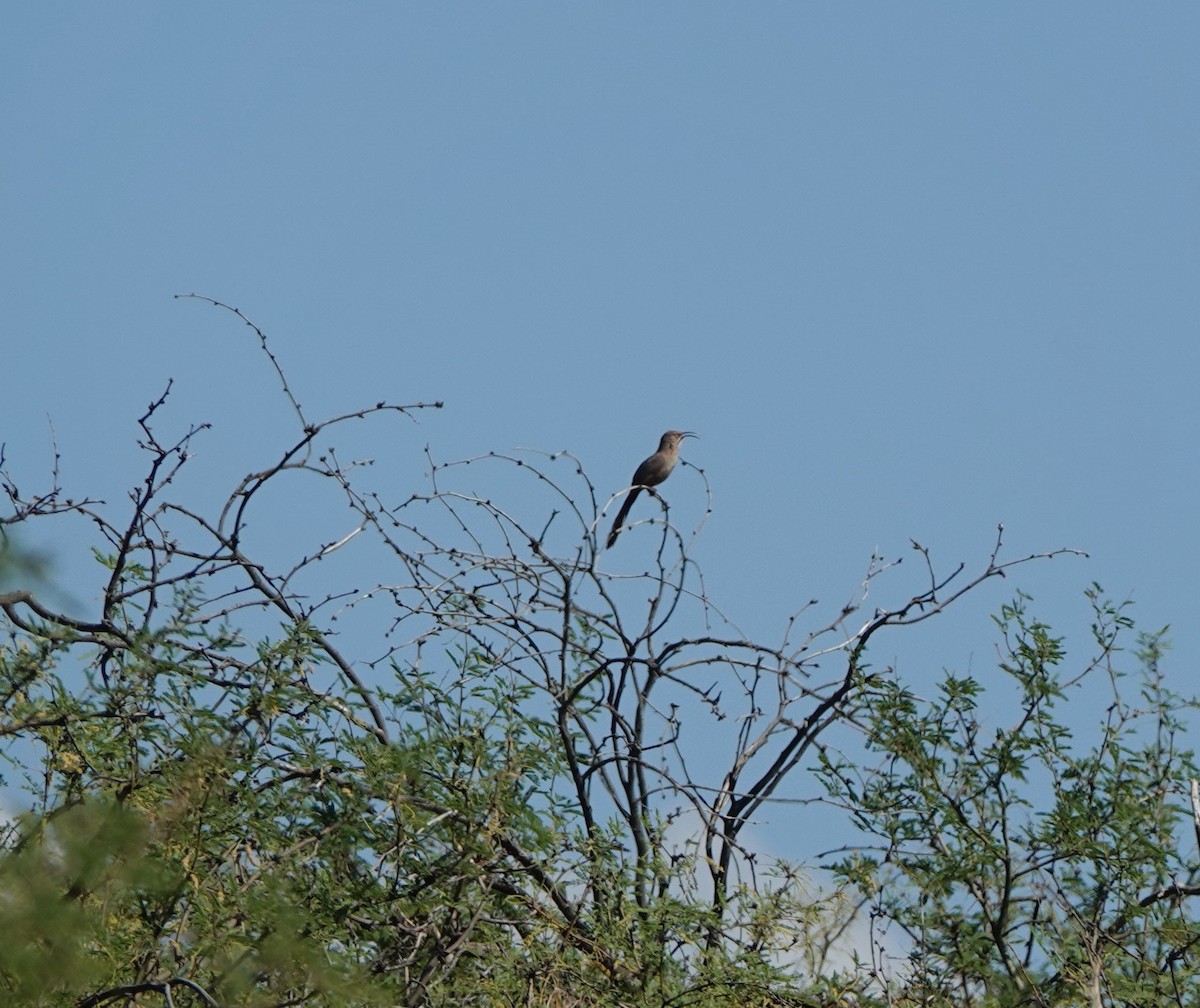 Crissal Thrasher - ML638162749