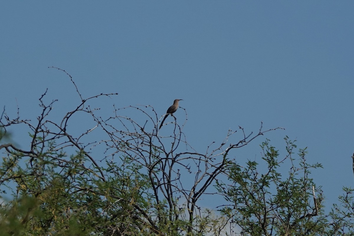 Crissal Thrasher - ML638162751