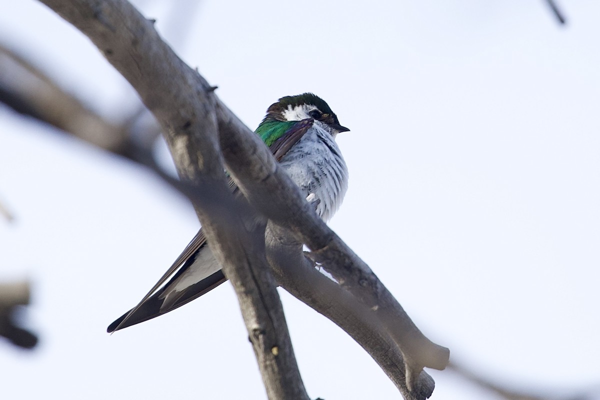 Violet-green Swallow - ML638162796