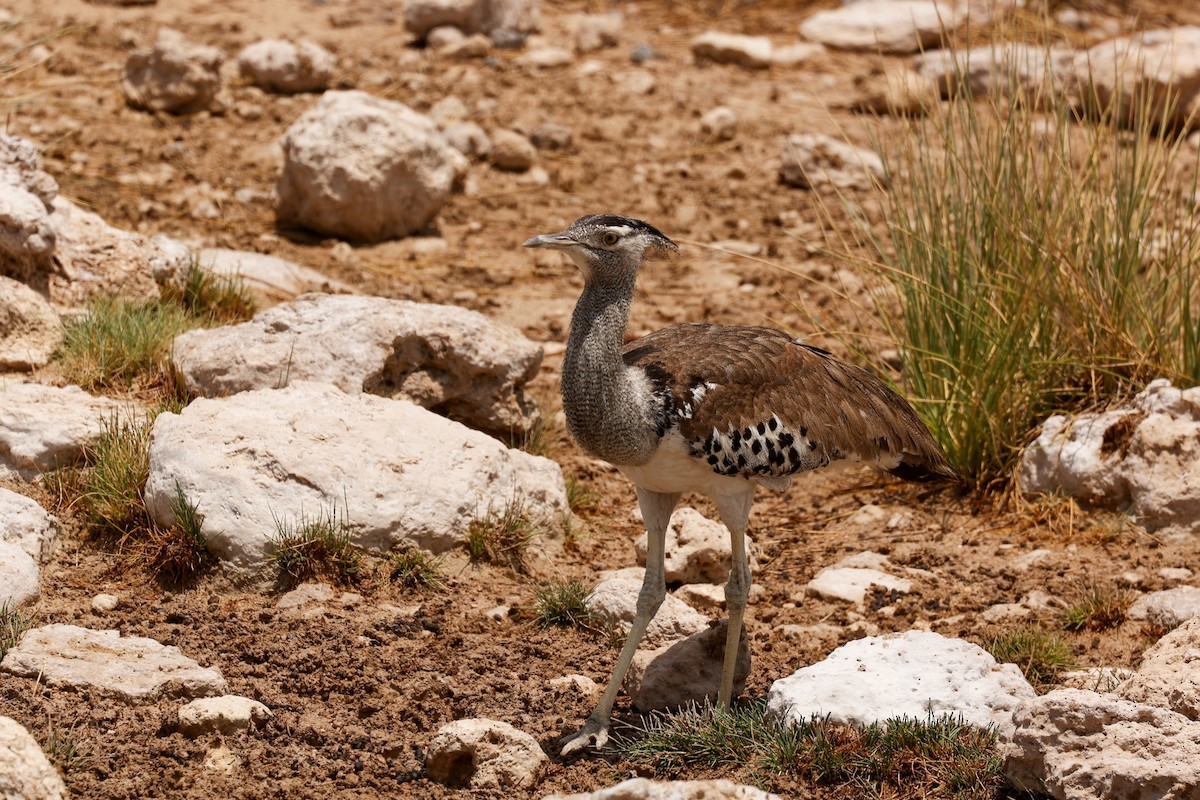 Kori Bustard - ML638162816