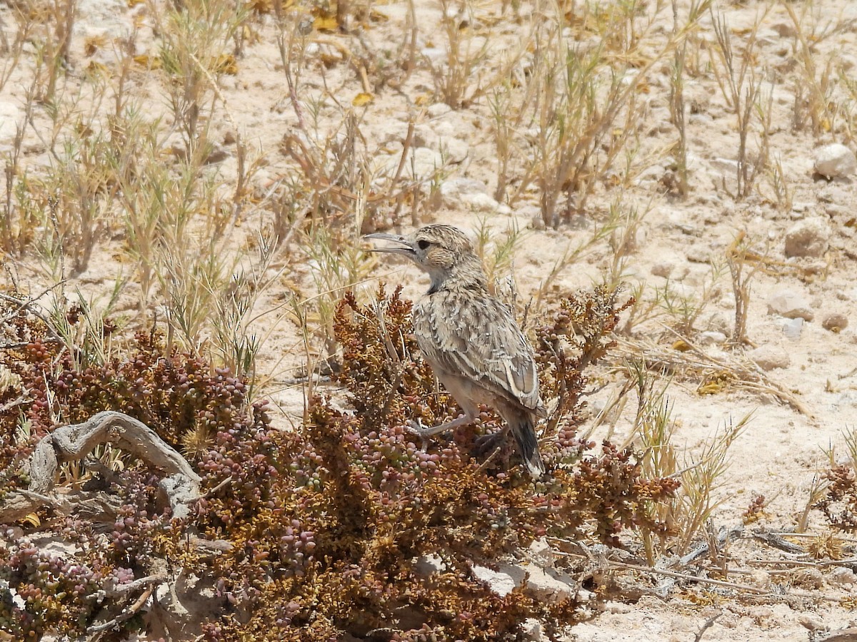 Spike-heeled Lark - ML638162828