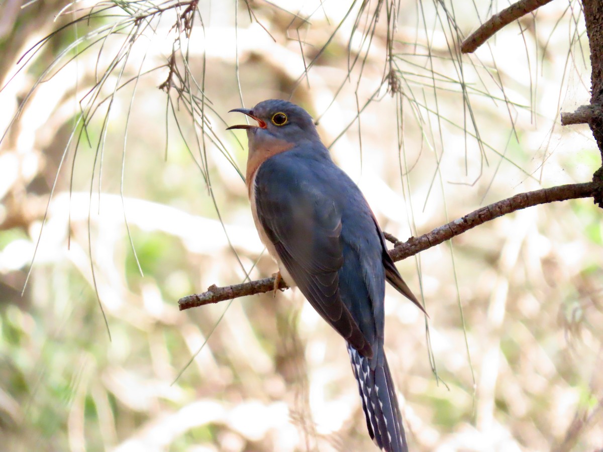 Fan-tailed Cuckoo - ML638162858