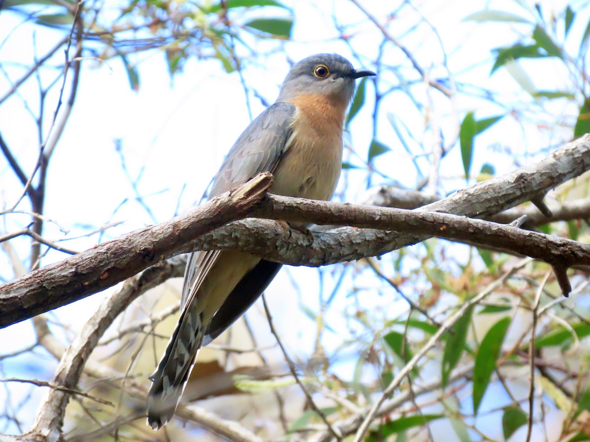 Fan-tailed Cuckoo - ML638162862