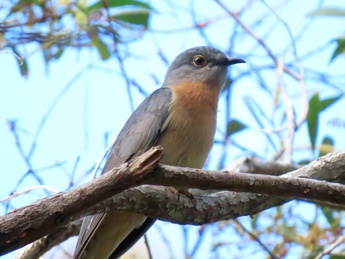 Fan-tailed Cuckoo - ML638162883