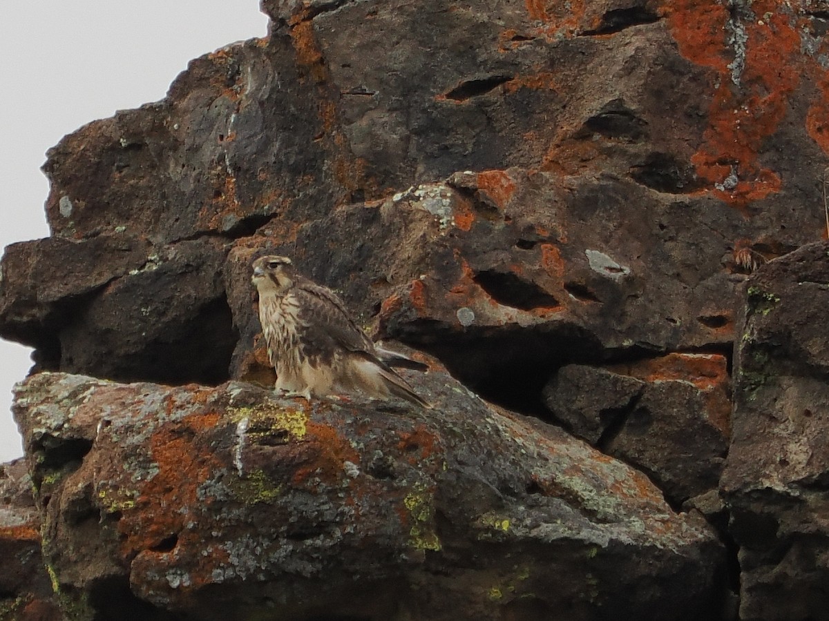 Prairie Falcon - ML638162885