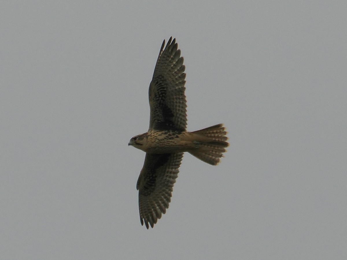 Prairie Falcon - ML638162886