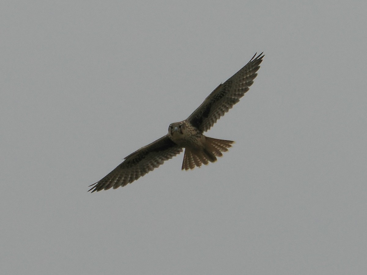 Prairie Falcon - ML638162887