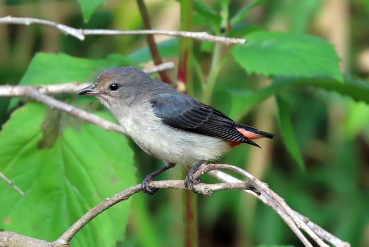 Mistletoebird - ML638162898