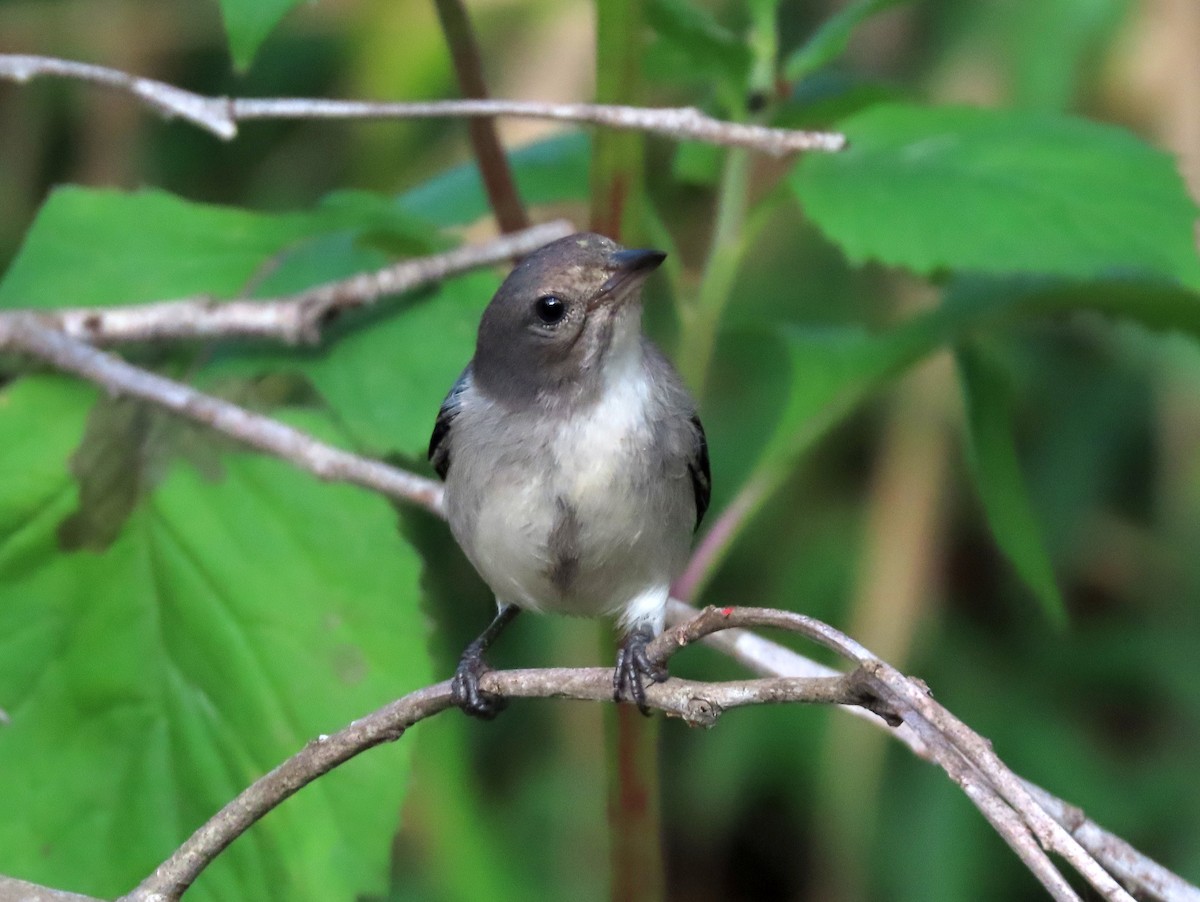 Mistletoebird - ML638162905