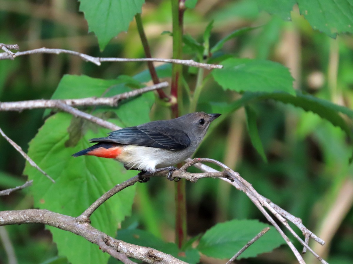 Mistletoebird - ML638162924