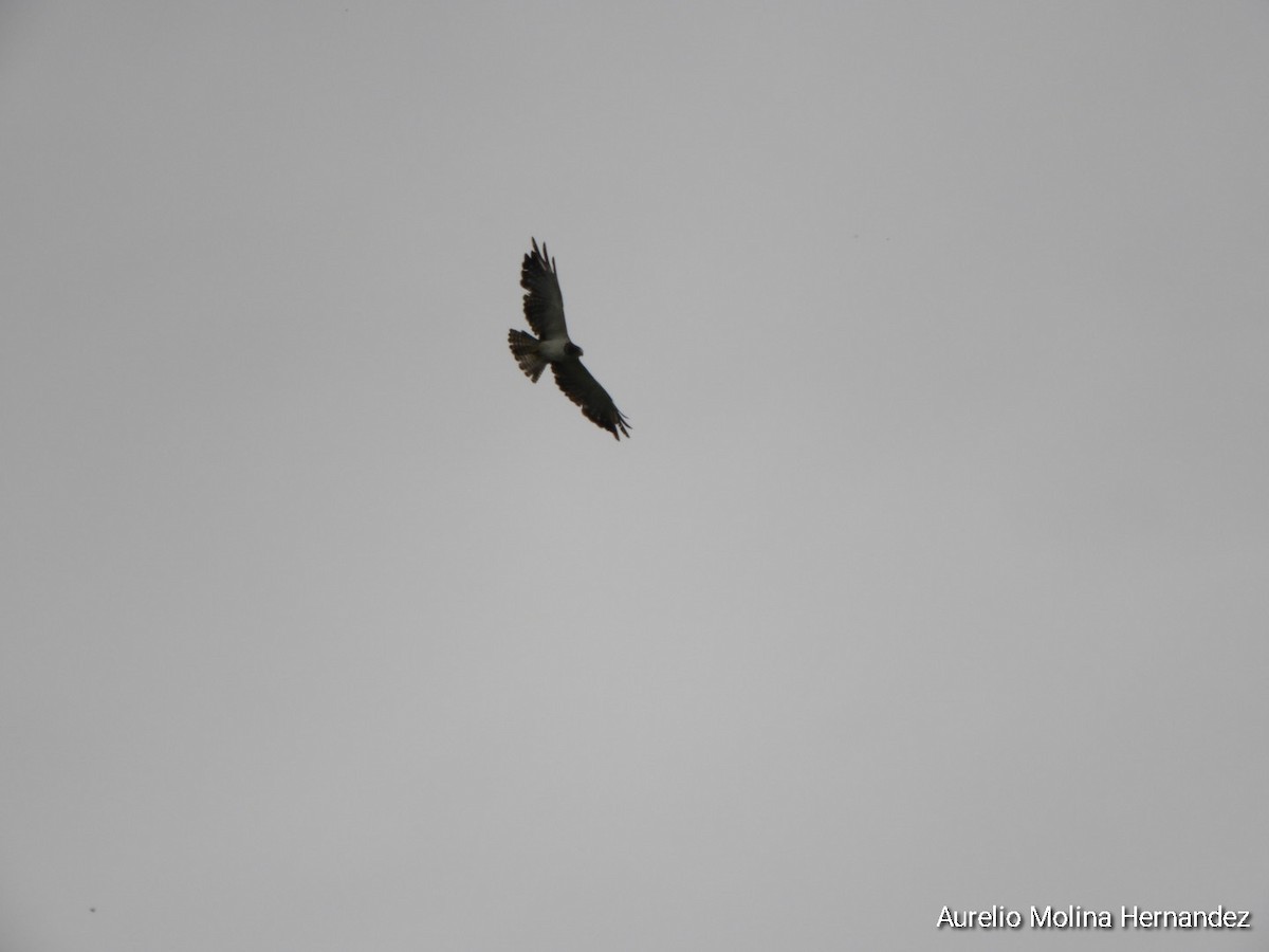 Short-tailed Hawk - ML638162926