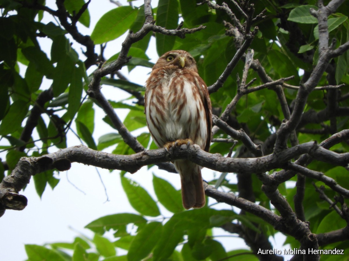 Ferruginous Pygmy-Owl - ML638162942