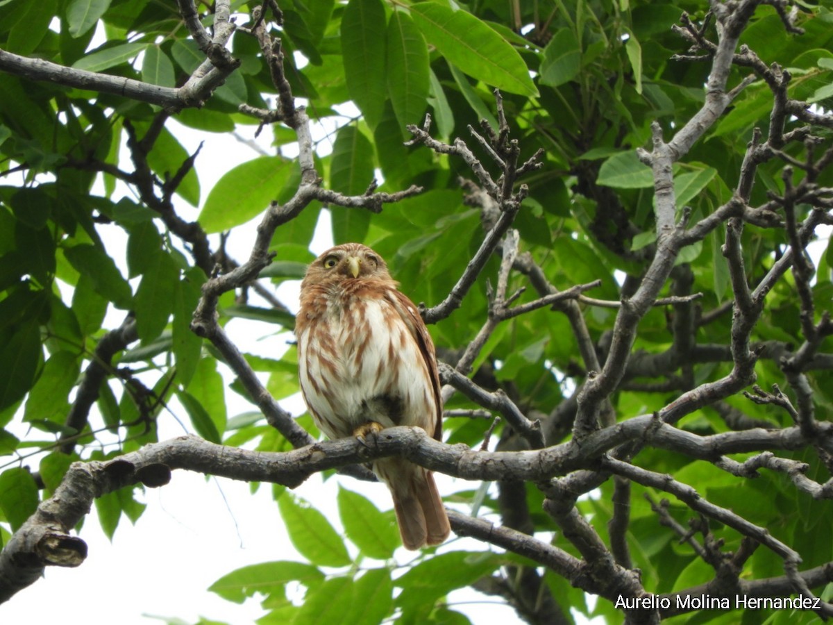 Ferruginous Pygmy-Owl - ML638162943