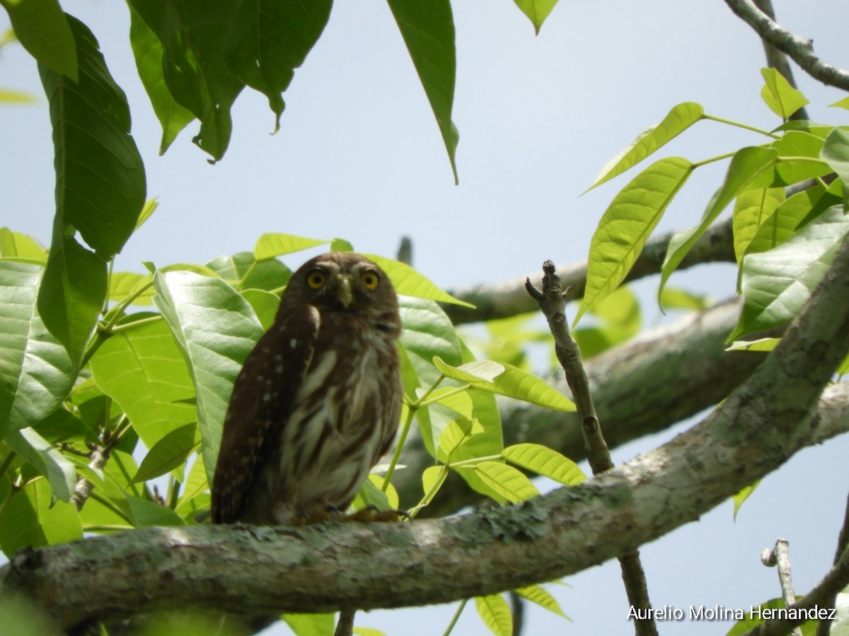 Ferruginous Pygmy-Owl - ML638162944