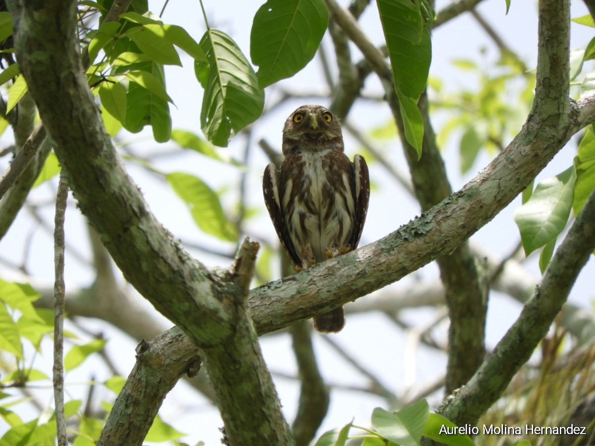 Ferruginous Pygmy-Owl - ML638162945