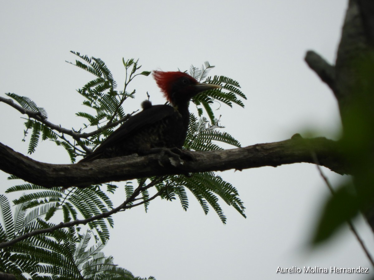 Lineated Woodpecker - ML638162952