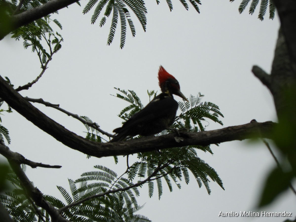 Lineated Woodpecker - ML638162953
