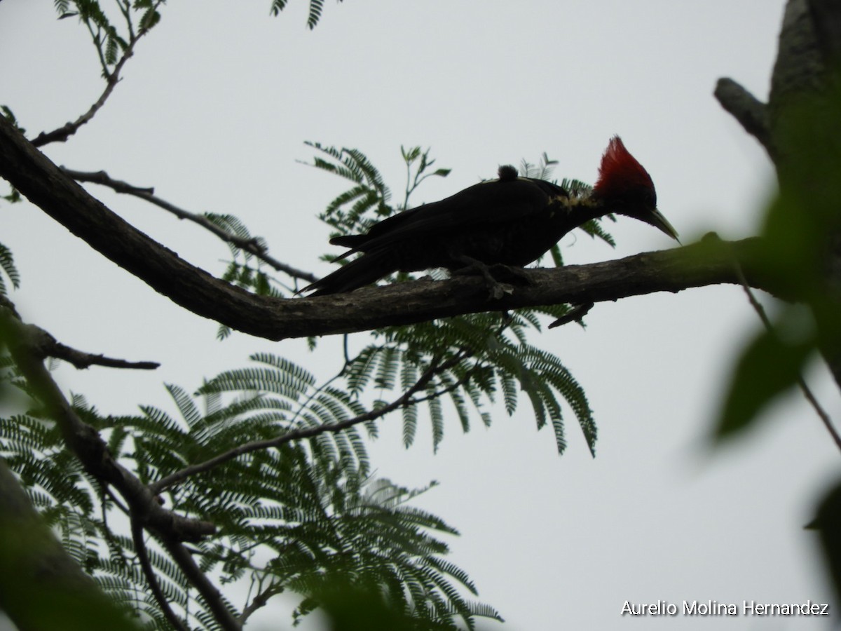 Lineated Woodpecker - ML638162954